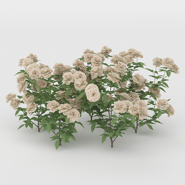 White Daisies Flower - 3Docean 20755275