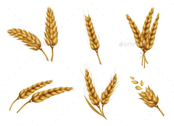 Golden Wheat Ears and Grains Realistic Vector Set - Flowers & Plants Nature