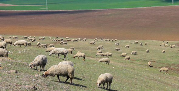 Sheep Grazing Grass