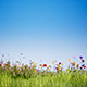 Flower Meadow 4K - VideoHive Item for Sale