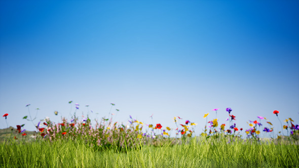 Flower Meadow 4K