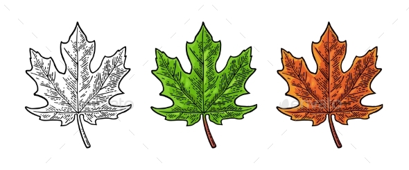 Maple Green and Orange Leaf - Flowers & Plants Nature