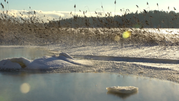 Winter Reeds in Lake alt