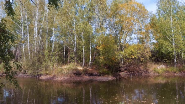 Autumn View of the Lake and Birches