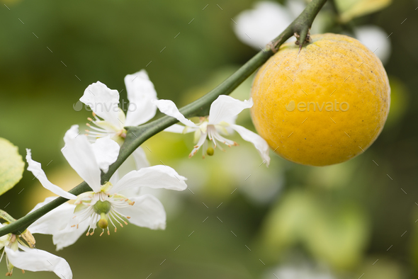 orange fruit flowers