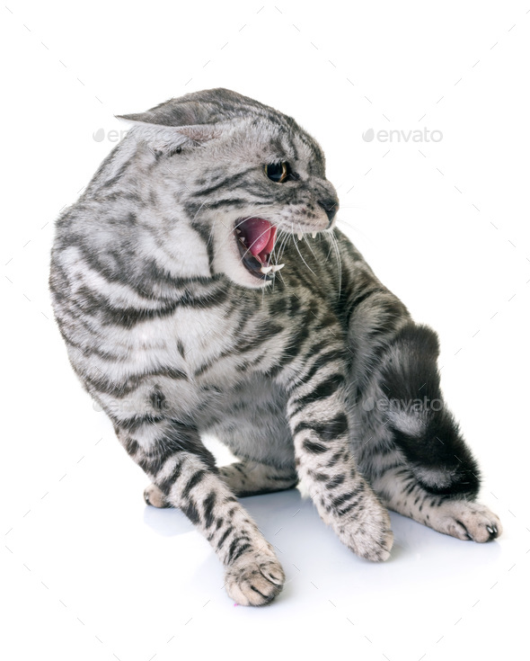 Portrait of Angry Bengal Cat Meowing on isolated Black Background