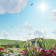 Green Field With Beautiful Flowers Green Field With Beautiful Flowers - VideoHive Item for Sale