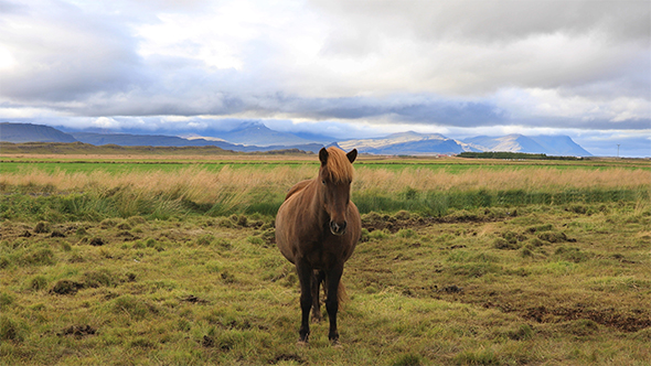 Icelandic Horses Grazing in The Field
