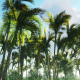 Tropical Forest - VideoHive Item for Sale