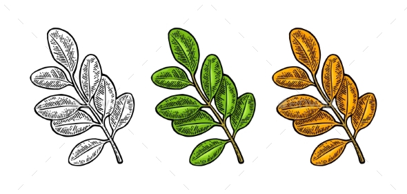 GraphicRiver Acacia Leaf Spring Green and Autumn Orange 20770205 GraphicRiver Acacia Leaf Spring Green and Autumn Orange 20770205