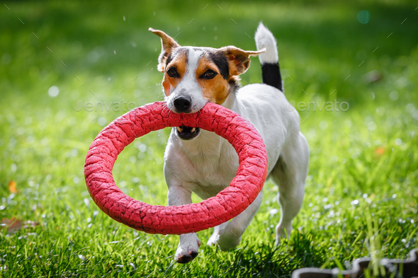 Jack Russell Terrier running witn toy