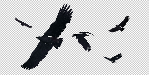 Black Birds - Angry Flock - Flying Around - II - 4K alt