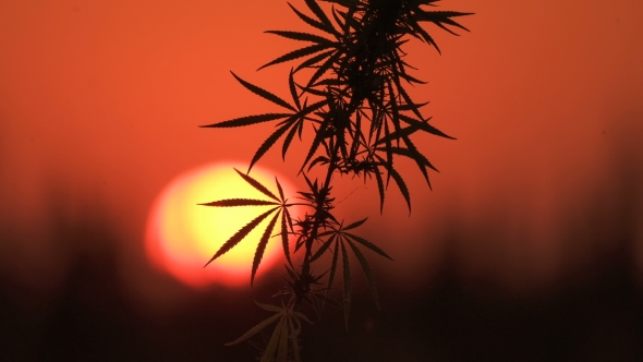 Shot of Marijuana at the Sunset Background.