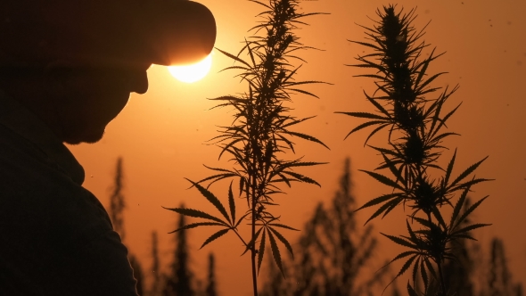 Medium Shot of the Man Processing the Marijuana Field in the Sunset Background.