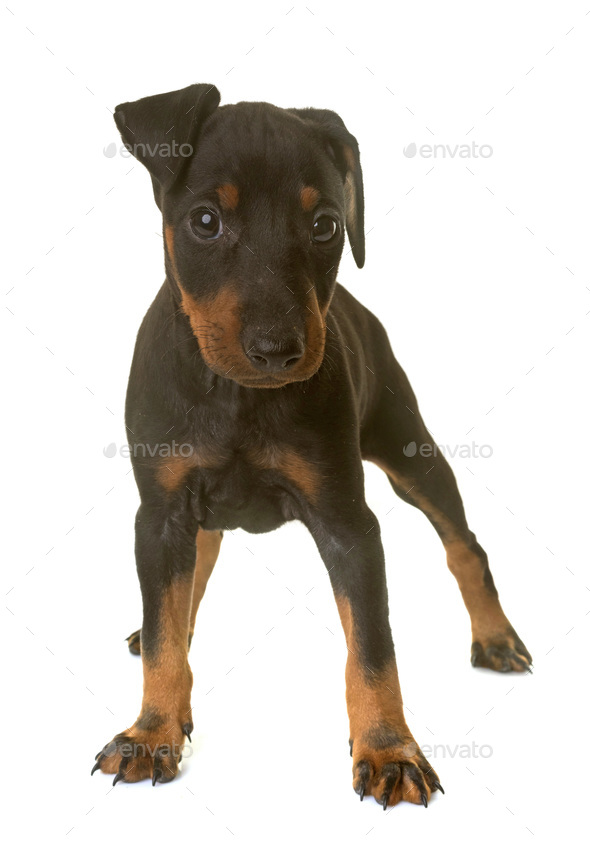manchester terrier puppy