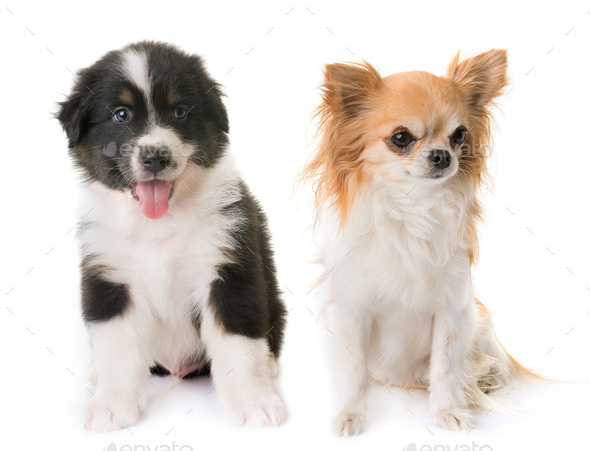 australian shepherd chihuahua