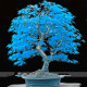 BlueBonsai
