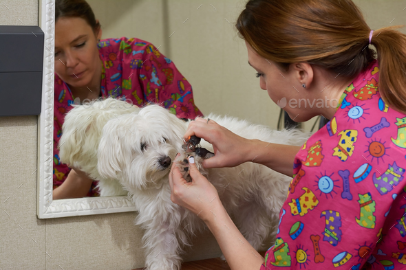 Dog groomer working, nail clippers