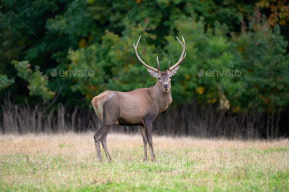 Red deer in mating season - Stock Photo - Images