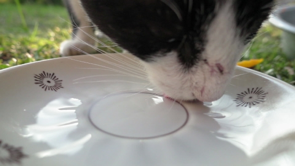 Cat Is Drinking Milk From Cat Bowl in