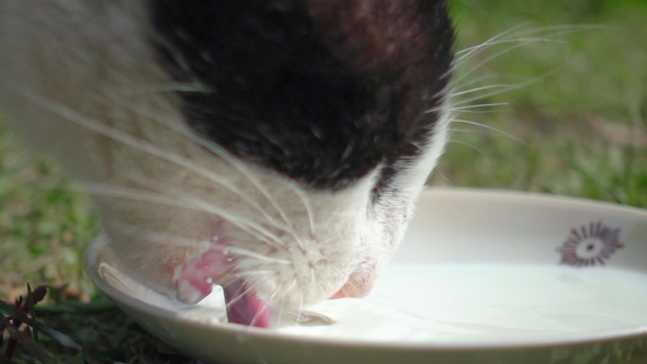 Cat Is Drinking Milk From Cat Bowl in