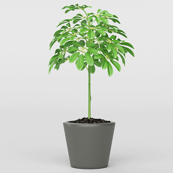 Vray Ready Potted - 3Docean 20780512