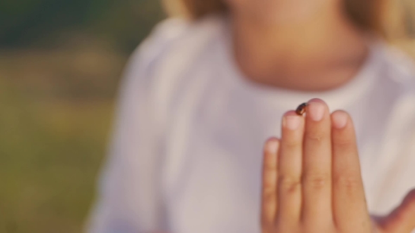 Ladybug on the Girl's Fingers