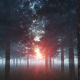 Morning In Pine Forest - VideoHive Item for Sale