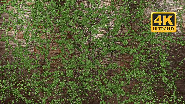 Growing Ivy Transition 4K