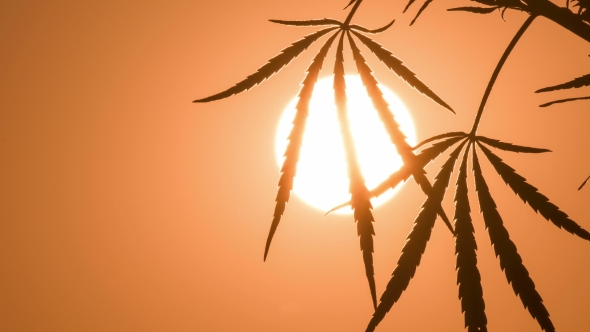 Shot of Marijuana at the Sunset Background.