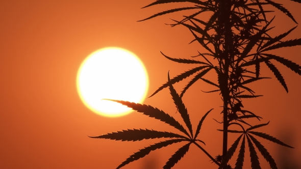 Marijuana at the Sunset Background