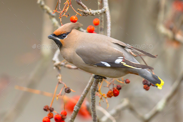 Bohemian waxwing winter guest - Stock Photo - Images