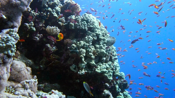 Colorful Fish on Vibrant Coral Reef and Diver. Red Sea. Egypt