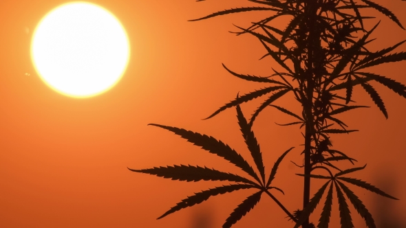 Cannabis at the Sunset Background