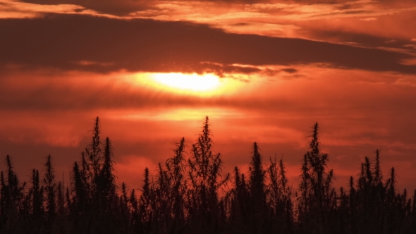 Marijuana Field in the Amazing Sunset Background, Stock Footage | VideoHive