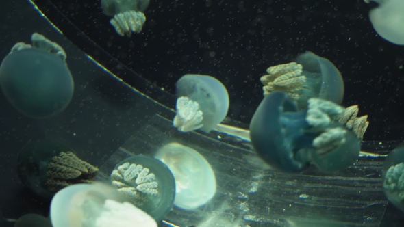 Blue Blubber Jellyfish  alt