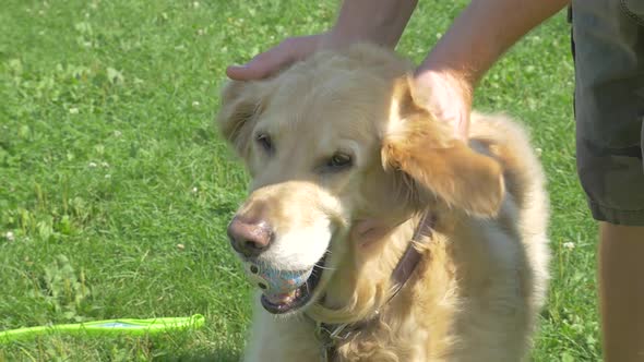 Owner Petting Golden Retriever Dog With Ball In Mouth alt