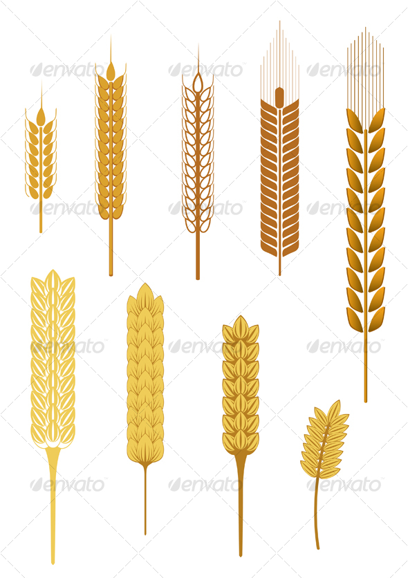 Ripe cereal ears - Decorative Vectors