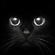 blackcats2005
