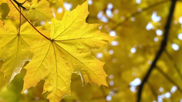 Autumn Maple Leaf on the Tree