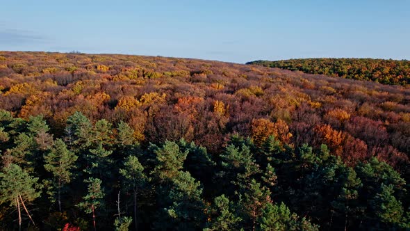 Forest with Red and Yellow Trees Aerial Top View alt