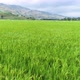 Rice Field Seedlings Delay White Clouds Blue Sky Close Up Real Shot Video - VideoHive Item for Sale