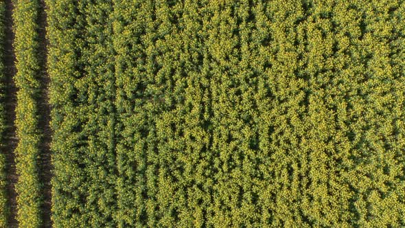Pull Away Top Down Shot of Yellow Canola Fields on a Sunny Morning alt