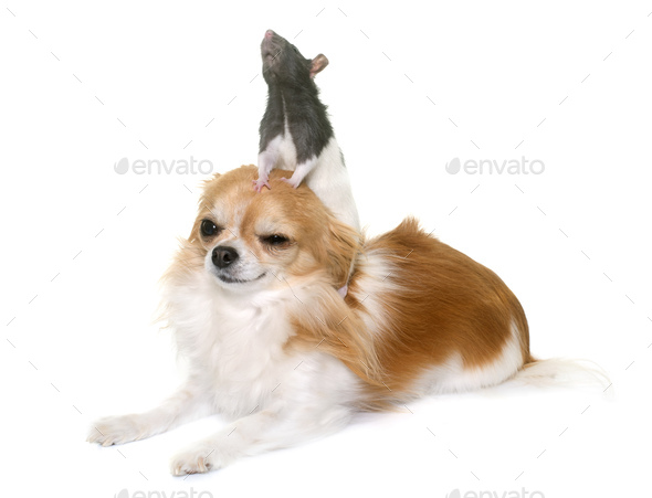 Domestic Rat And Chihuahua Stock Photo By Cynoclub Photodune