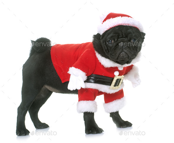 dressed pug