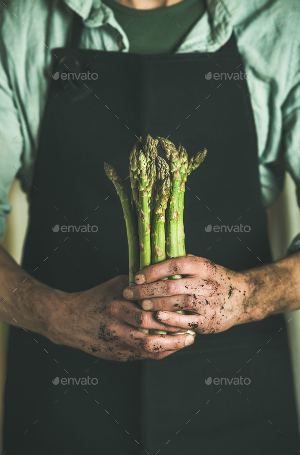 Bunch of fresh uncooked seasonal asparagus in dirty farmer's hands - Stock Photo - Images