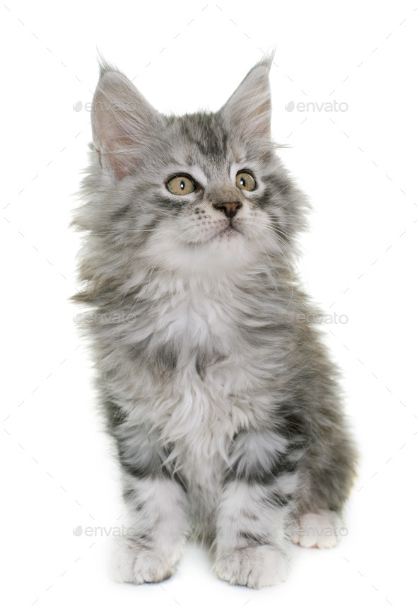maine coon kitten - Stock Photo - Images
