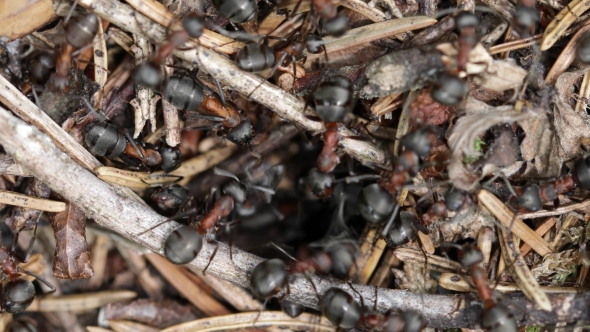 Wild Ant Hill in the Forest, Stock Footage | VideoHive