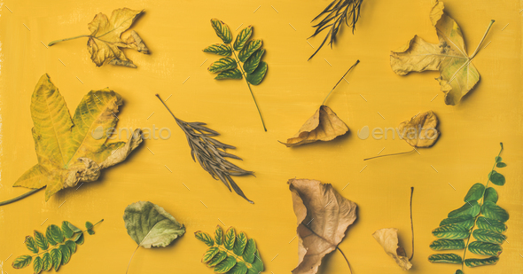 Flat-lay of dried yellow and green fallen tree leaves - Stock Photo - Images