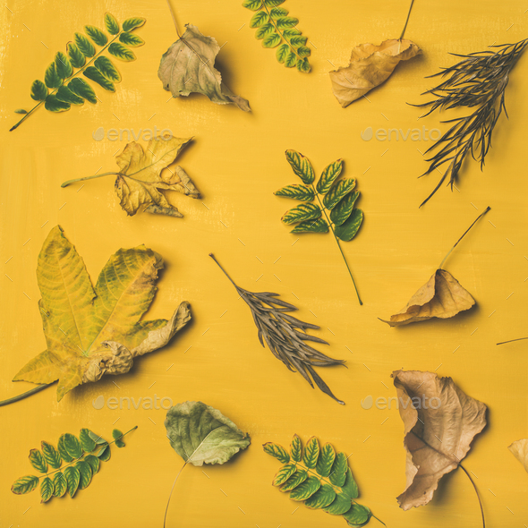 Autumn or Fall pattern, background and texture, square crop - Stock Photo - Images